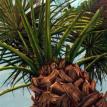 Palm Core by Norma Hammons.  All Rights Reserved.