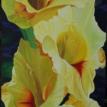 Yellow Glads by Sophia Dare Dentiste